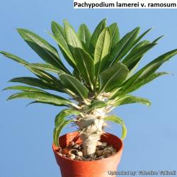 Seme cveća: Pachypodium lamerei v. ramosum - 5 semenki